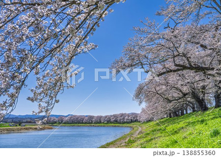 見頃の白石川堤一目千本桜 さくら並木　宮城県大河原町 138855360