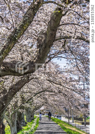 見頃の白石川堤一目千本桜 さくら並木を走る自転車 宮城県大河原町 見頃の白石川堤一目千本桜 さくら並木を走る自転車 宮城県大河原町 138855362