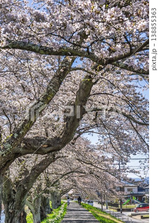 見頃の白石川堤一目千本桜 さくら並木を走る自転車　宮城県大河原町 138855363