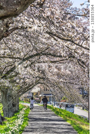 見頃の白石川堤一目千本桜 さくら並木を走る自転車 宮城県大河原町 見頃の白石川堤一目千本桜 さくら並木を走る自転車 宮城県大河原町 138855364