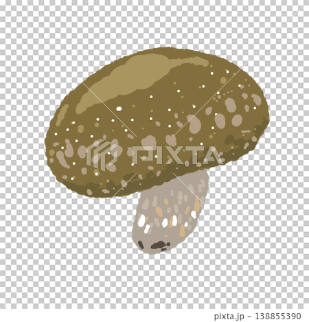 香菇插圖（完整及不同角度）。 138855390