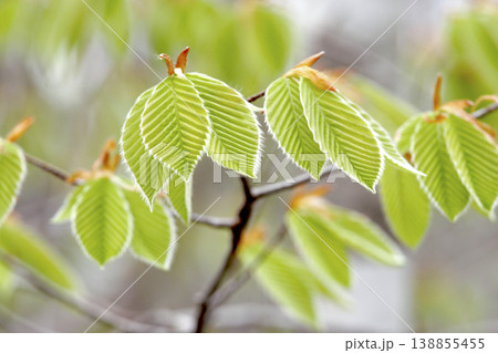 木漏れ日に輝くイヌブナ(Fagus japonica)の新緑 東北 木漏れ日に輝くイヌブナ(Fagus japonica)の新緑 東北 138855455