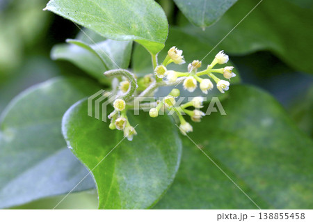 小さく淡い黄色のアオツヅラフジ（Cocculus trilobus）の花　東北 138855458