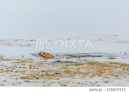 Muskrat, Ondatra zibethicuseats swiming at the surface of the lake water. Muskrat, Ondatra zibethicuseats swiming at the surface of the lake water. 138855512