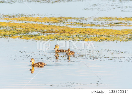 Cute little duckling swimming alone in a lake or river with calm water 138855514