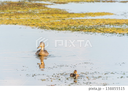A family of ducks, a duck and its little ducklings are swimming in the water. The duck takes care of its newborn ducklings. Mallard, lat. Anas platyrhynchos A family of ducks, a duck and its little ducklings are swimming in the water. The duck takes care of its newborn ducklings. Mallard, lat. Anas platyrhynchos 138855515