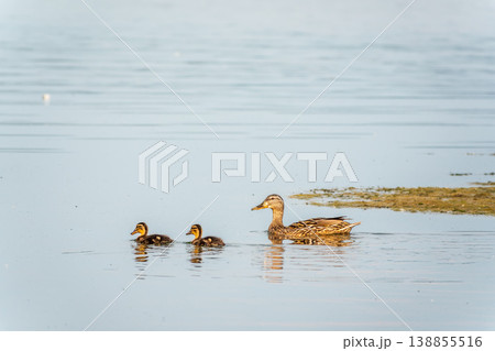 A family of ducks, a duck and its little ducklings are swimming in the water. The duck takes care of its newborn ducklings. Mallard, lat. Anas platyrhynchos A family of ducks, a duck and its little ducklings are swimming in the water. The duck takes care of its newborn ducklings. Mallard, lat. Anas platyrhynchos 138855516