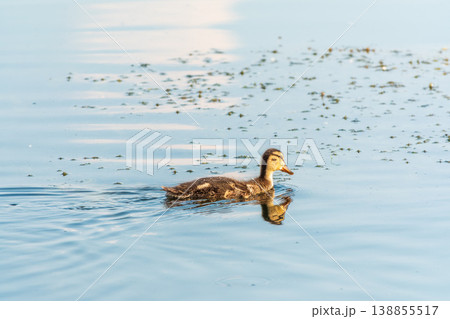 Cute little duckling swimming alone in a lake or river with calm water Cute little duckling swimming alone in a lake or river with calm water 138855517