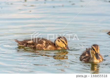 Cute little duckling swimming alone in a lake or river with calm water 138855518