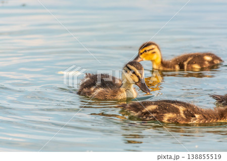 Cute little duckling swimming alone in a lake or river with calm water 138855519
