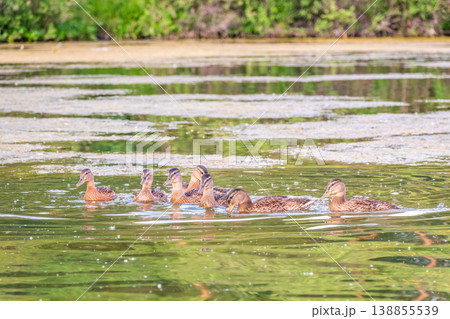 A family of ducks, a duck and its little ducklings are swimming in the water. The duck takes care of its newborn ducklings. Mallard, lat. Anas platyrhynchos A family of ducks, a duck and its little ducklings are swimming in the water. The duck takes care of its newborn ducklings. Mallard, lat. Anas platyrhynchos 138855539