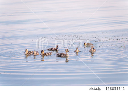 Cute little duckling swimming alone in a lake or river with calm water Cute little duckling swimming alone in a lake or river with calm water 138855541