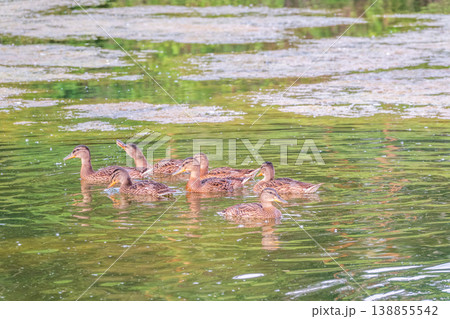 A family of ducks, a duck and its little ducklings are swimming in the water. The duck takes care of its newborn ducklings. Mallard, lat. Anas platyrhynchos A family of ducks, a duck and its little ducklings are swimming in the water. The duck takes care of its newborn ducklings. Mallard, lat. Anas platyrhynchos 138855542
