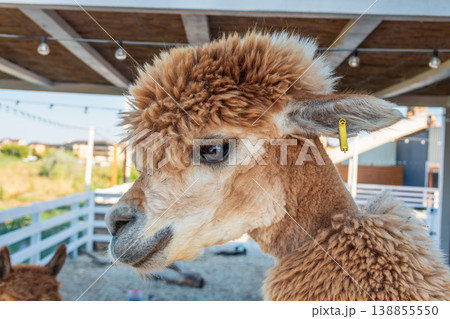 Close-up of a brown alpaca, showing its face and woolly neck. Close-up of a brown alpaca, showing its face and woolly neck. 138855550