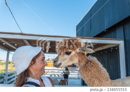 Moment of interaction between a human and an alpaca Moment of interaction between a human and an alpaca 138855553