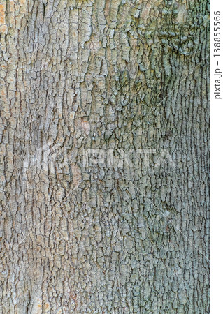 The closeup of a sycamore's tree bark. The closeup of a sycamore's tree bark. 138855566