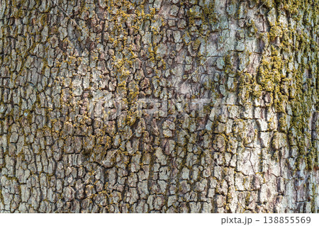 The closeup of a sycamore's tree bark. The closeup of a sycamore's tree bark. 138855569