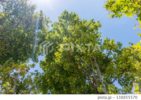 Green Leaves and young futis of Pltatanus oreintalis tree in sunset light. Green Leaves and young futis of Pltatanus oreintalis tree in sunset light. 138855570