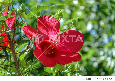 Pink flowers of Hibiscus moscheutos plant close-up. Hibiscus moscheutos, swamp hibiscus, Pink flowers of Hibiscus moscheutos plant close-up. Hibiscus moscheutos, swamp hibiscus, 138855572