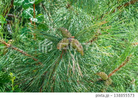 Close-up photo of green needle pine tree. Small pine cones at the end of branches. Blurred pine needles in background Close-up photo of green needle pine tree. Small pine cones at the end of branches. Blurred pine needles in background 138855573