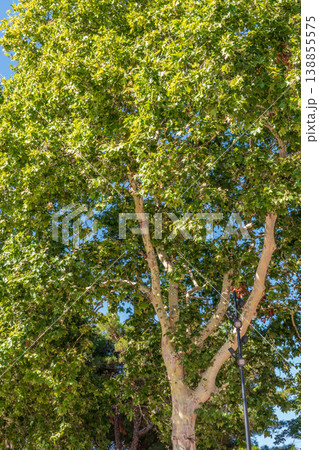 Green Leaves and young futis of Pltatanus oreintalis tree in sunset light. Green Leaves and young futis of Pltatanus oreintalis tree in sunset light. 138855575