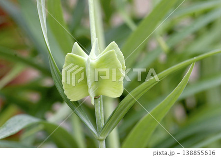 特徴的なアミガサユリ(Fritillaria verticillata)の実 東北 特徴的なアミガサユリ(Fritillaria verticillata)の実 東北 138855616