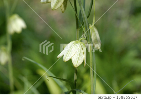 気品のあるアミガサユリ（Fritillaria verticillata）の花　東北 138855617