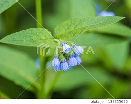 Beautiful blue flowers of Symphytum caucasicum, also known as Caucasian comfrey, blooming in spring park Beautiful blue flowers of Symphytum caucasicum, also known as Caucasian comfrey, blooming in spring park 138855636