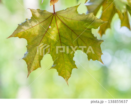Spring branches of maple tree with fresh green leaves. Acer saccharinum, silver maple Spring branches of maple tree with fresh green leaves. Acer saccharinum, silver maple 138855637