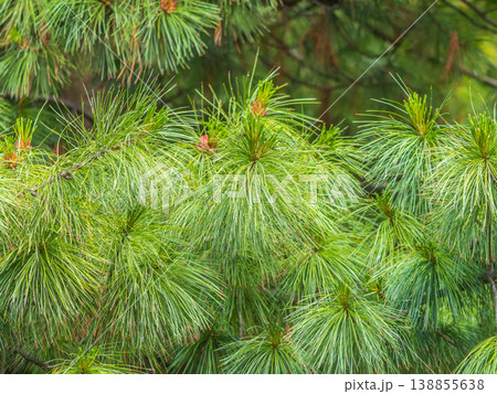 Cedar branches with long fluffy needles with a beautiful blurry background. Cedar branches with long fluffy needles with a beautiful blurry background. 138855638