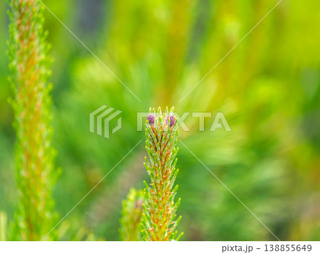 Green small pine trees with fresh shoots in spring or summer Green small pine trees with fresh shoots in spring or summer 138855649