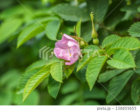 Blooming rosehip flower, beautiful pink flower on a bush branch. Beautiful natural background of blooming greenery. Blooming rosehip flower, beautiful pink flower on a bush branch. Beautiful natural background of blooming greenery. 138855655