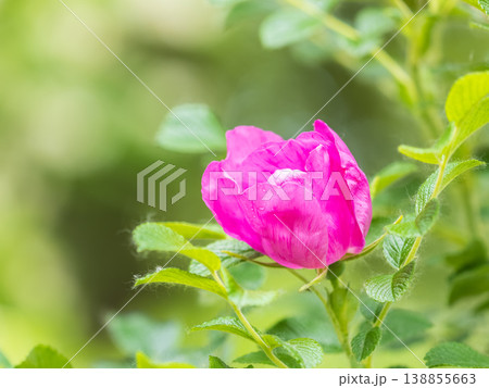 Blooming rosehip flower, beautiful pink flower on a bush branch. Beautiful natural background of blooming greenery. Blooming rosehip flower, beautiful pink flower on a bush branch. Beautiful natural background of blooming greenery. 138855663