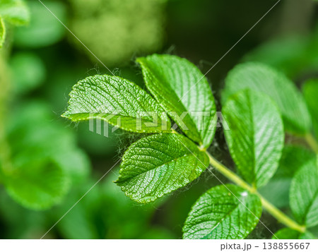 Rosehip in the spring. Young leaves of wild rose in spring. Rosehip bush. 138855667