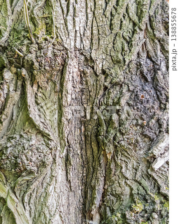 Poplar tree bark with wooden texture nature background 138855678