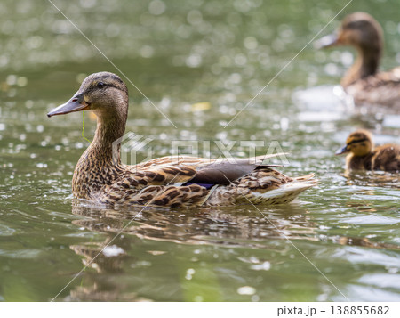A family of ducks, a duck and its little ducklings are swimming in the water. The duck takes care of its newborn ducklings. Mallard, lat. Anas platyrhynchos 138855682