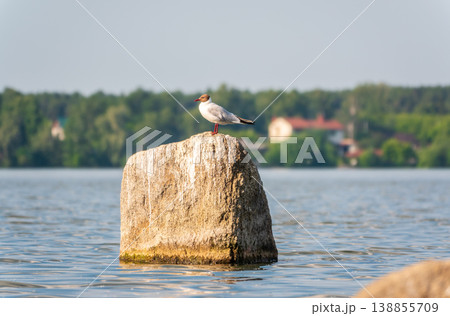 Black-headed gull, lat. Chroicocephalus ridibundus, sits on the river shore Black-headed gull, lat. Chroicocephalus ridibundus, sits on the river shore 138855709
