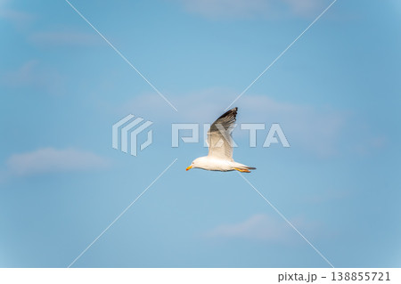 Beautiful Black Headed Gull, in elegant flight over blue water Beautiful Black Headed Gull, in elegant flight over blue water 138855721