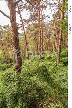 Sunlit pine forest with tall straight tree trunks and scattered undergrowth. Outdoor forest photography. Sunlit pine forest with tall straight tree trunks and scattered undergrowth. Outdoor forest photography. 138855776