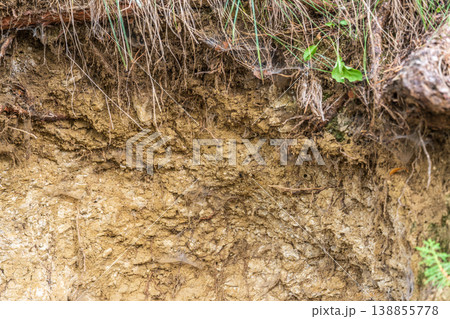 Hillside cross section reveals layered soil and rock beneath dense greenery. Exposed roots and erosion patterns highlight nature slow sculpting over time Hillside cross section reveals layered soil and rock beneath dense greenery. Exposed roots and erosion patterns highlight nature slow sculpting over time 138855778