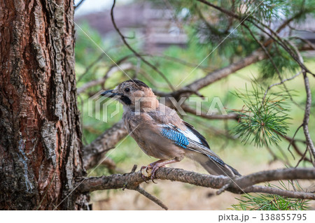 Eurasian jay, garrulus glandarius, sitting on top of old tree branch. Interested wild bird with brown and turquoise plumage from side view in nature. Eurasian jay, garrulus glandarius, sitting on top of old tree branch. Interested wild bird with brown and turquoise plumage from side view in nature. 138855795