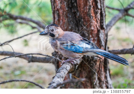 Eurasian jay, garrulus glandarius, sitting on top of old tree branch. Interested wild bird with brown and turquoise plumage from side view in nature. Eurasian jay, garrulus glandarius, sitting on top of old tree branch. Interested wild bird with brown and turquoise plumage from side view in nature. 138855797