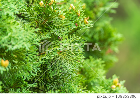 Thuja branches close-up. Thuja branch background Thuja branches close-up. Thuja branch background 138855806