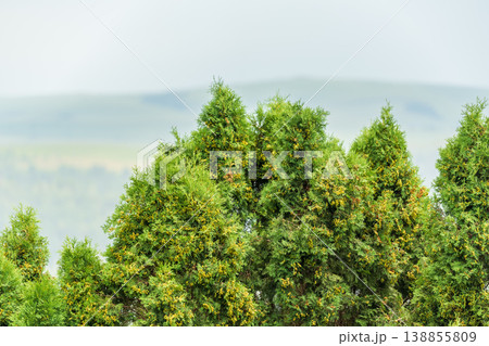 Thuja branches close-up. Thuja branch background Thuja branches close-up. Thuja branch background 138855809