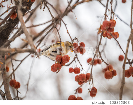 Brambling (Fringilla montifringilla) feeds on apples in winter. Brambling (Fringilla montifringilla) feeds on apples in winter. 138855868
