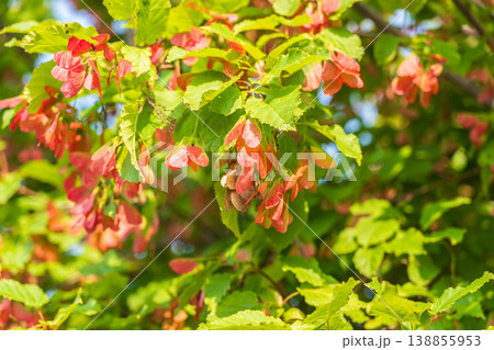 A close-up of the reddish-pink ripening fruits of the Tatar maple. A close-up of the reddish-pink ripening fruits of the Tatar maple. 138855953