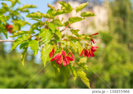 A close-up of the reddish-pink ripening fruits of the Tatar maple. 138855966