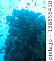 珊瑚礁 138856410