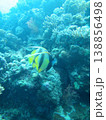 珊瑚礁と熱帯魚 138856498