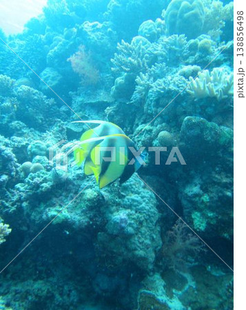 珊瑚礁と熱帯魚 138856498